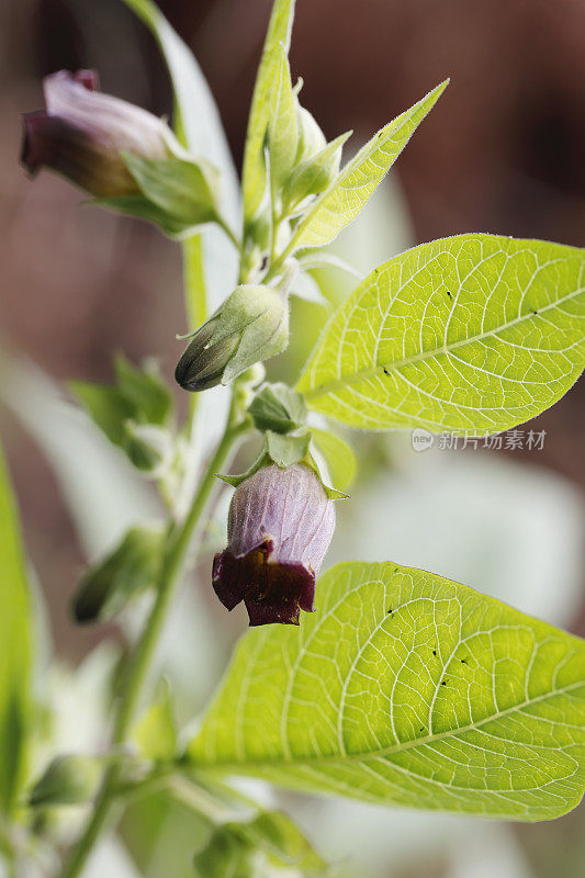 致命龙葵(Atropa bella-donna)